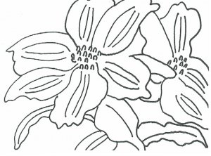 More flowers