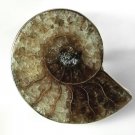 Ammonite Fossil and Sterling Silver Ring Size 8