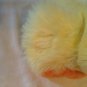 chick plush girl Wondertreats Inc stuffed bow 12 in yellow orange bird