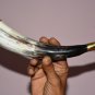 Blowing Horn Cow Horn 9 IN. Long Bull Horn Longhorn Steer Horns Set of 2