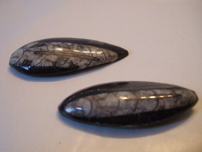 Orthoceras Fossil- Two pieces (EF09)