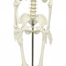 Human Skeleton Model Life Size For Anatomy Skeleton Bones Removable Skull