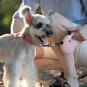 5M Automatic Retractable Pet Dog Cat Puppy Traction Rope Walking Lead Leash Pink