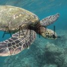 Photograph Wallpaper Digital Picture Desktop Background --- SEA TURTLE --- [Download]