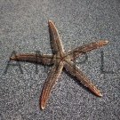 Photograph Wallpaper Digital Picture Desktop Background Art Image --- STARFISH ---  [Download]