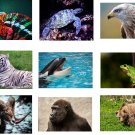 Animal Picture Photograph Collection *Windows* 100 High Resolution Photo [Download]