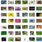 Animal + Insect Picture Photograph Collection *BUNDLE* 200 High Resolution Images [Download]