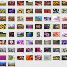 Flower Picture Photograph Collection *for Windows* 100 High Resolution Photo [Download]