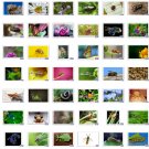 Insect Picture Photograph Collection *for Windows* 100 High Resolution Photo [Download]