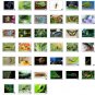 Insect Picture Photograph Collection *for Windows* 100 High Resolution Photo [Download]