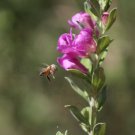 Bee Flying Towards Ultra Violet Texas Ranger Flower, Fine Art Photograph for Interior Design