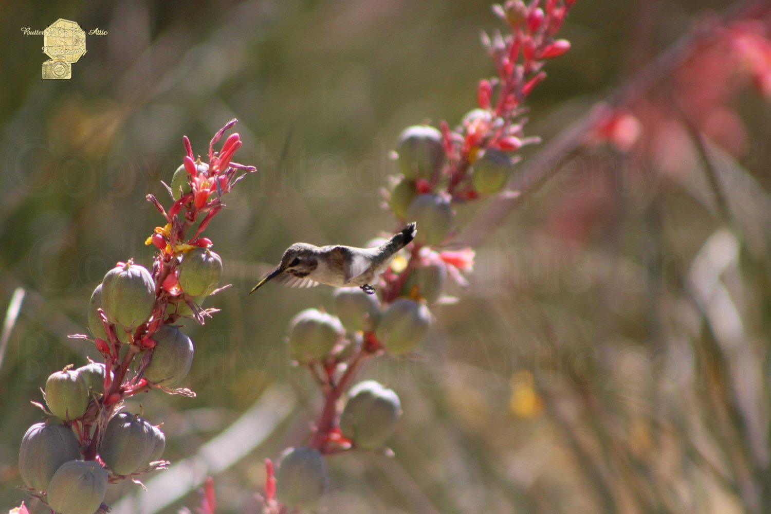 Hummingbird Flying To Red Yucca 1 in 3, Fine Art Photograph for Interior Design