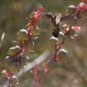 Hummingbird Flying To Red Yucca 3 in 3, Fine Art Photograph for Interior Design