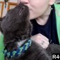 TWO Cat collars-- 550 Paracord