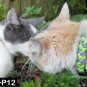 TWO Cat collars-- 550 Paracord