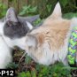 THREE Cat collars-- 550 Paracord