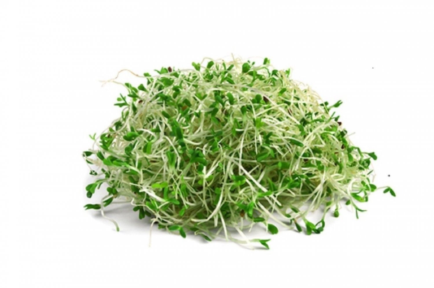 Alfalfa Non GMO Heirloom Sprouting/Microgreens 500 Seeds Sow No GMO® USA