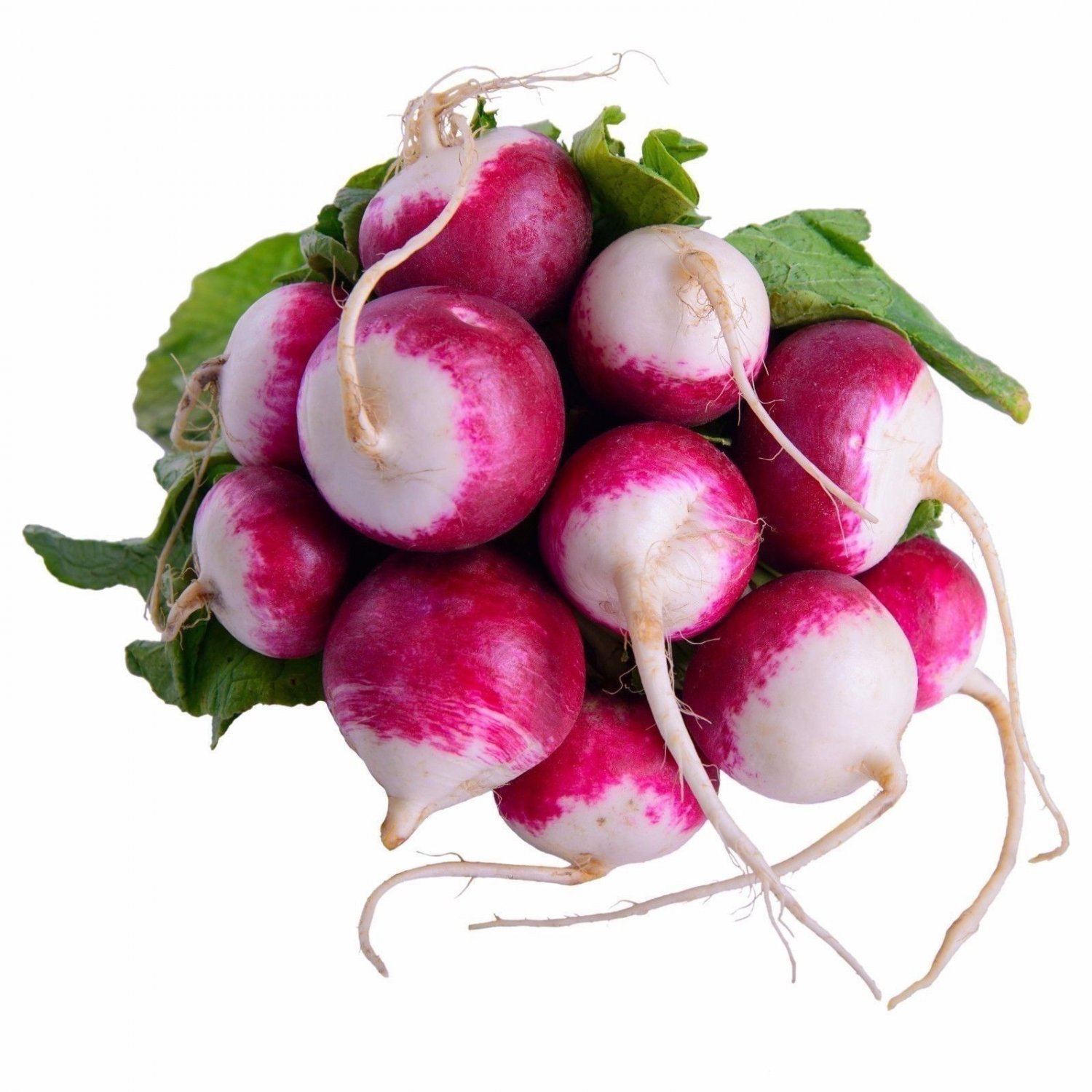 Radish Sparkler White Tip Non GMO Heirloom Vegetable 25 Seeds Sow No