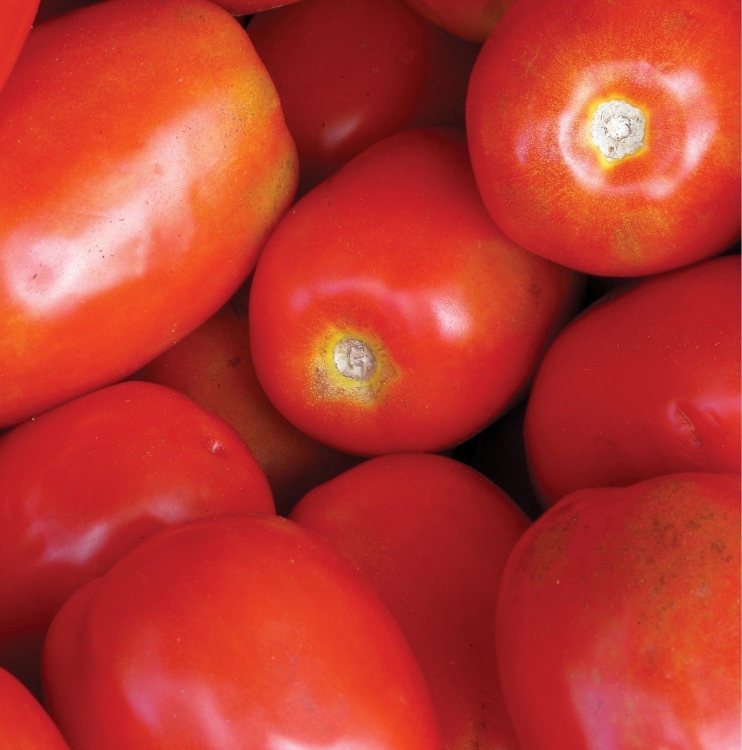 Tomato Roma Italian Non GMO Heirloom Garden Vegetable 100 Seeds Sow No ...