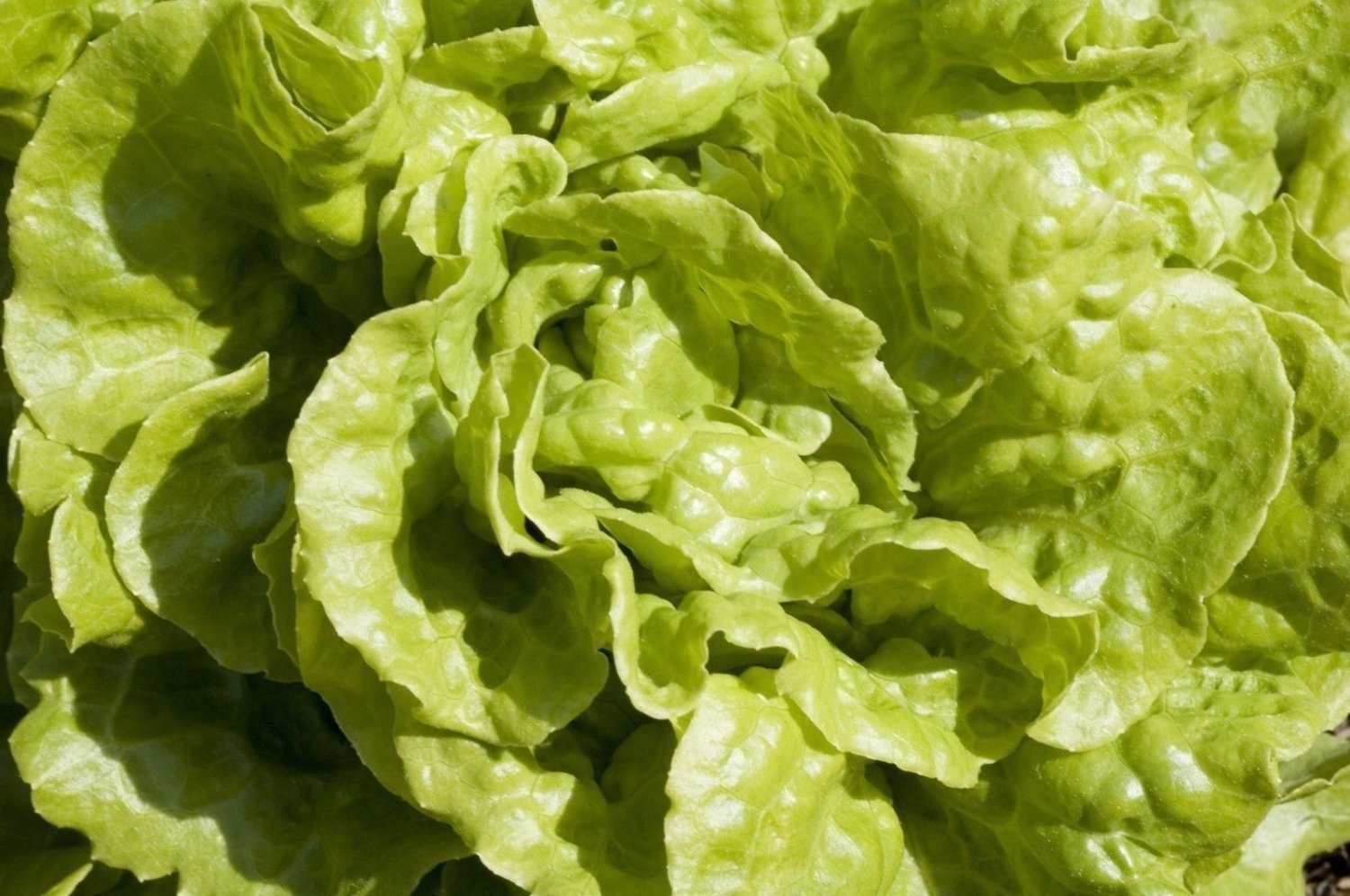 Lettuce Black Seeded Simpson Non GMO Heirloom Vegetable 50 Seeds Sow No