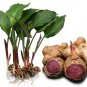 Thai natural Black Galingale Kaempferia parviflora capsules sex & healthy Herbs