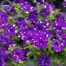 Garden Bonsai Petunia 'Night Sky Blue' Flowers, 200 seeds