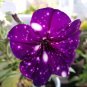 Garden Bonsai Petunia 'Night Sky Blue' Flowers, 200 seeds