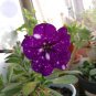 Garden Bonsai Petunia 'Night Sky Blue' Flowers, 200 seeds