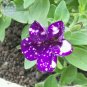 Garden Bonsai Petunia 'Night Sky Blue' Flowers, 200 seeds
