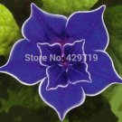 100 Morning Glory Seeds - Japanese Blue Morning Glory Ipomoea Nil Blue- Seeds