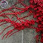 Imported Red Ivy Climbing Plant Seeds, Professional Pack, 10 Seeds