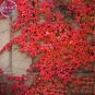Imported Red Ivy Climbing Plant Seeds, Professional Pack, 10 Seeds