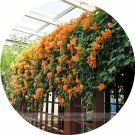 Rare Chinese Orange Pyrostegia venusta Perennial Climbing Plant Seeds 5 Seeds