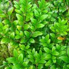 Wintergreen Boxwood Heirloom Perennial Ornamental Shrubs Seeds, 50 seeds