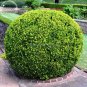 Evergreen Ornamental Boxwood Shrub Green Tree, 50 Seeds