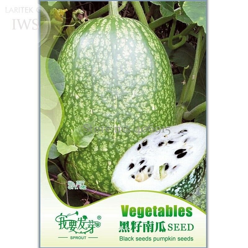Malabar Gourd Seeds, Original Pack, 8 seeds, fig leaf gourd chilacayote asian