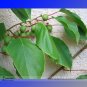 Kiwi Kiwiberry Berry Hardy Actinidia Arguta Fruit Seeds, 30 Seeds/pack