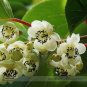 Kiwi Kiwiberry Berry Hardy Actinidia Arguta Fruit Seeds, 30 Seeds/pack