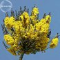 Schizolobium parahyba Yellow Jacaranda Giant Brazilian Fire Fern Tree, 2 seeds