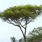 Schizolobium parahyba Yellow Jacaranda Giant Brazilian Fire Fern Tree, 2 seeds