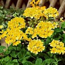 Geranium Yellow Single Petals Perennial Flowers, 10 seeds