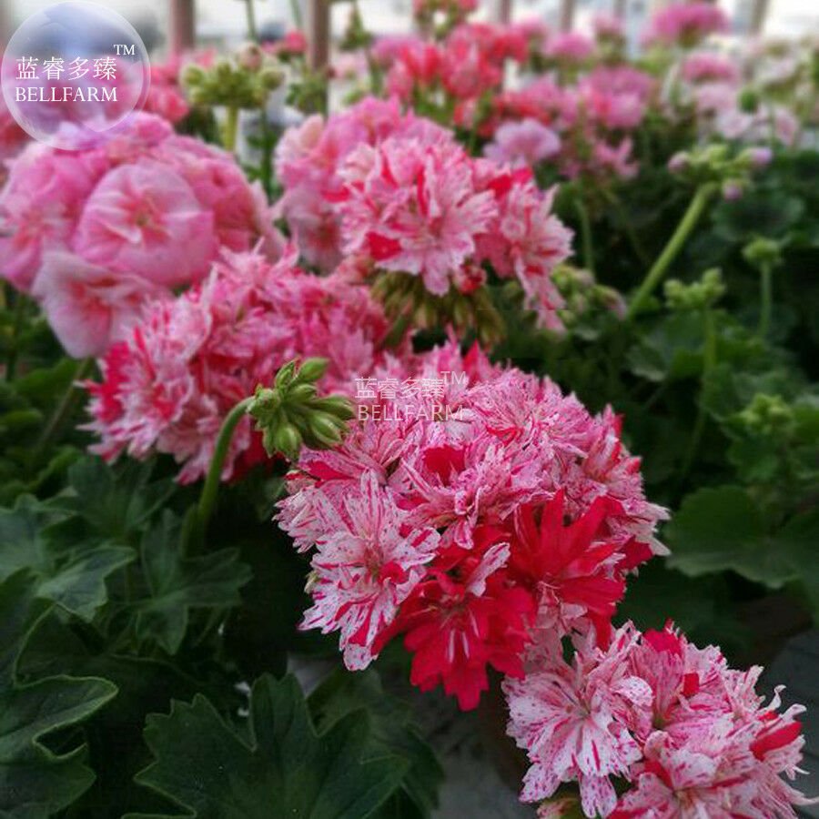 Geranium Pink & Dark Red Blooms Saw-toothed Petals Bonsai Flower, 10 seeds