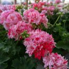 Geranium Pink & Dark Red Blooms Saw-toothed Petals Bonsai Flower, 10 seeds