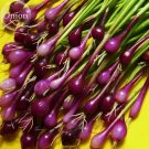 Salad Bunching Red Mate Onion Vegetables, 100 seeds, edible organic salad spices
