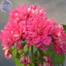 Geranium Rose Pink 'Rosebud' Perennial Bonsai Flowers, 10 seeds