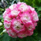 Geranium Hydrangea-shaped peach pink and white colors Bonsai Flowers, 10 seeds