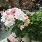 Geranium Pink White Double Petals Perennial Flower 10 seeds big bloom