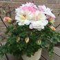 Geranium Pink White Double Petals Perennial Flower 10 seeds big bloom