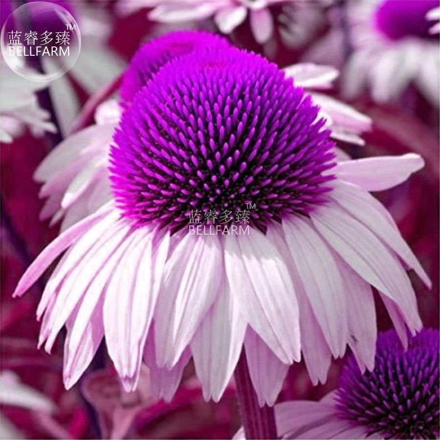 Echinacea White Petals Purple Centre Perennial Flower Seeds, 30 seeds