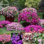 Mix 8 Types of Garden Bonsai Trailing Petunia Flower Dwaft Calibrachoa, 100 seed